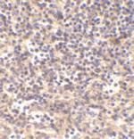 DNase II Antibody in Immunohistochemistry (Paraffin) (IHC (P))