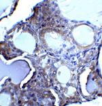 DNase II Antibody in Immunohistochemistry (Paraffin) (IHC (P))