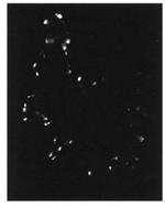 PDE4A Antibody in Immunohistochemistry (Frozen) (IHC (F))