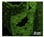 PDE4D Antibody in Immunohistochemistry (Frozen) (IHC (F))