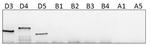 PDE4D Antibody in Western Blot (WB)