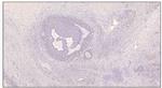 PDE7B Antibody in Immunohistochemistry (IHC)