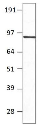 PDE7B Antibody in Western Blot (WB)