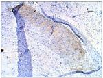 PDE10A Antibody in Immunohistochemistry (Paraffin) (IHC (P))