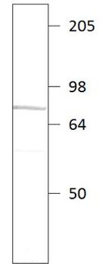 PDE9A Antibody in Western Blot (WB)