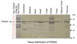 PDE9A Antibody in Western Blot (WB)