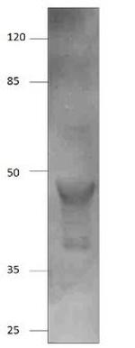 AMACR Antibody in Western Blot (WB)