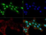 OGG1 Antibody in Immunocytochemistry (ICC/IF)