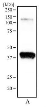 OGG1 Antibody in Western Blot (WB)