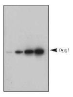 OGG1 Antibody in Western Blot (WB)