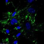 SR-BI Antibody in Immunocytochemistry (ICC/IF)