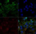 SR-BI Antibody in Immunocytochemistry (ICC/IF)