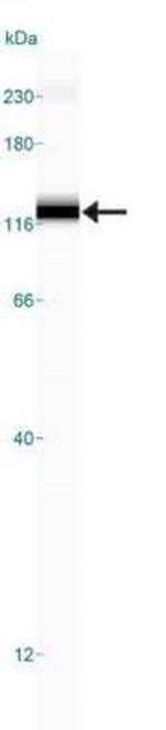 SR-BI Antibody in Western Blot (WB)