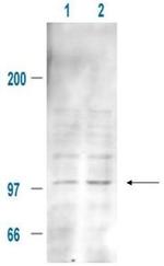 Phospho-MDM2 (Ser185) Antibody in Western Blot (WB)