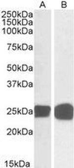 GRB2 Antibody in Western Blot (WB)