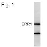 ESRRA Antibody in Western Blot (WB)