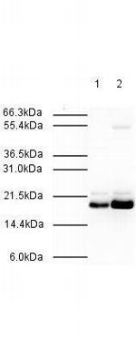 MAD2L2 Antibody in Western Blot (WB)