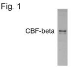 CBF beta Antibody in Western Blot (WB)