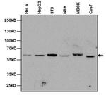 Armenian Hamster IgG (H+L) Secondary Antibody in Western Blot (WB)