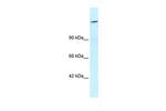 ARID4A Antibody in Western Blot (WB)