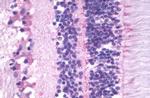 MTNR1B Antibody in Immunohistochemistry (Paraffin) (IHC (P))