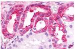 TPRA1 Antibody in Immunohistochemistry (Paraffin) (IHC (P))