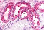 TPRA1 Antibody in Immunohistochemistry (Paraffin) (IHC (P))