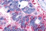 GPR161 Antibody in Immunohistochemistry (Paraffin) (IHC (P))