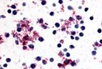 PTGIR Antibody in Immunohistochemistry (Paraffin) (IHC (P))