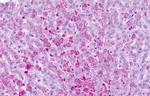 FZD6 Antibody in Immunohistochemistry (Paraffin) (IHC (P))