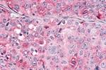 OR10R2 Antibody in Immunohistochemistry (Paraffin) (IHC (P))