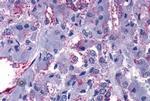 FOXL2 Antibody in Immunohistochemistry (Paraffin) (IHC (P))