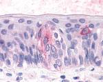 TAS1R3 Antibody in Immunohistochemistry (Paraffin) (IHC (P))