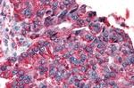 TAS1R3 Antibody in Immunohistochemistry (Paraffin) (IHC (P))