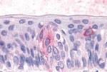 TAS1R3 Antibody in Immunohistochemistry (Paraffin) (IHC (P))