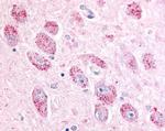 NPBWR2 Antibody in Immunohistochemistry (Paraffin) (IHC (P))