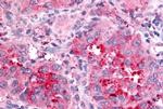 NPBWR2 Antibody in Immunohistochemistry (Paraffin) (IHC (P))