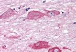 mGluR7 Antibody in Immunohistochemistry (Paraffin) (IHC (P))