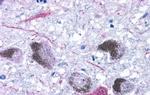 TAAR9 Antibody in Immunohistochemistry (Paraffin) (IHC (P))