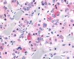 GHSR Antibody in Immunohistochemistry (Paraffin) (IHC (P))