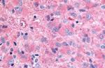 GHSR Antibody in Immunohistochemistry (Paraffin) (IHC (P))