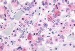 GHSR Antibody in Immunohistochemistry (Paraffin) (IHC (P))