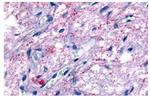 GPR50 Antibody in Immunohistochemistry (Paraffin) (IHC (P))