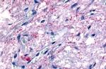 GPR50 Antibody in Immunohistochemistry (Paraffin) (IHC (P))