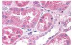 OXGR1 Antibody in Immunohistochemistry (Paraffin) (IHC (P))