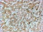 GADD34 Antibody in Immunohistochemistry (Paraffin) (IHC (P))