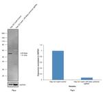 LXR beta Antibody in Western Blot (WB)