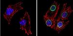 LXR beta Antibody in Immunocytochemistry (ICC/IF)