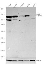 SREBP1 Antibody in Western Blot (WB)