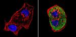 SREBP1 Antibody in Immunocytochemistry (ICC/IF)